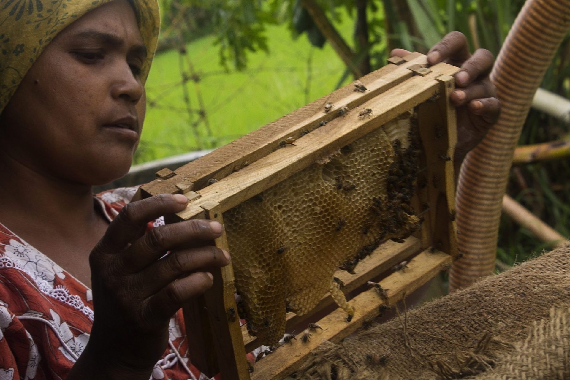 Neema Ramesh Bilkule, campesina y apicultora de 28 años, realiza el cuidado y control periódico de los panales de sus colmenas. Dhule, poblado de Kevdipada, Maharastra, India. Agosto 2016