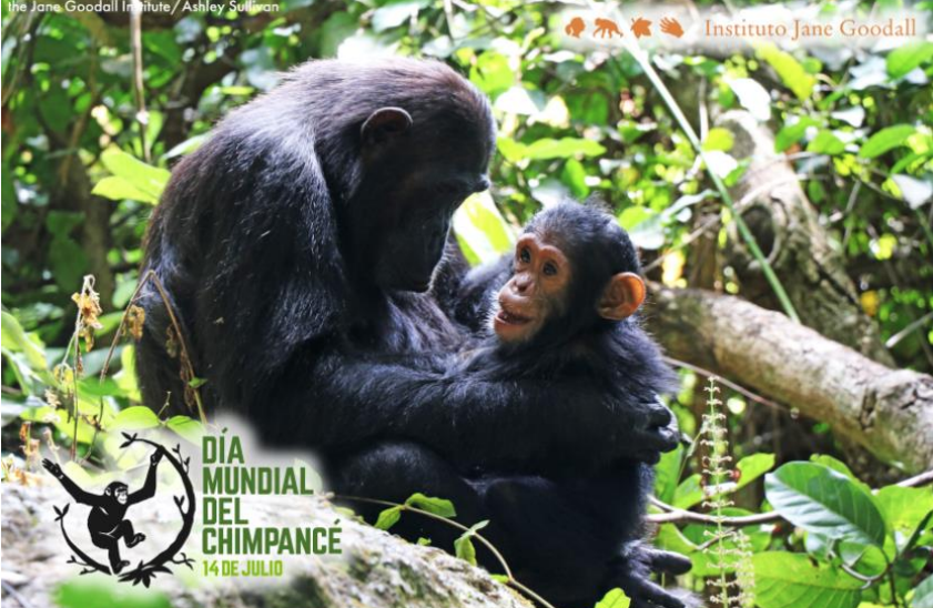 chimpancés goodall