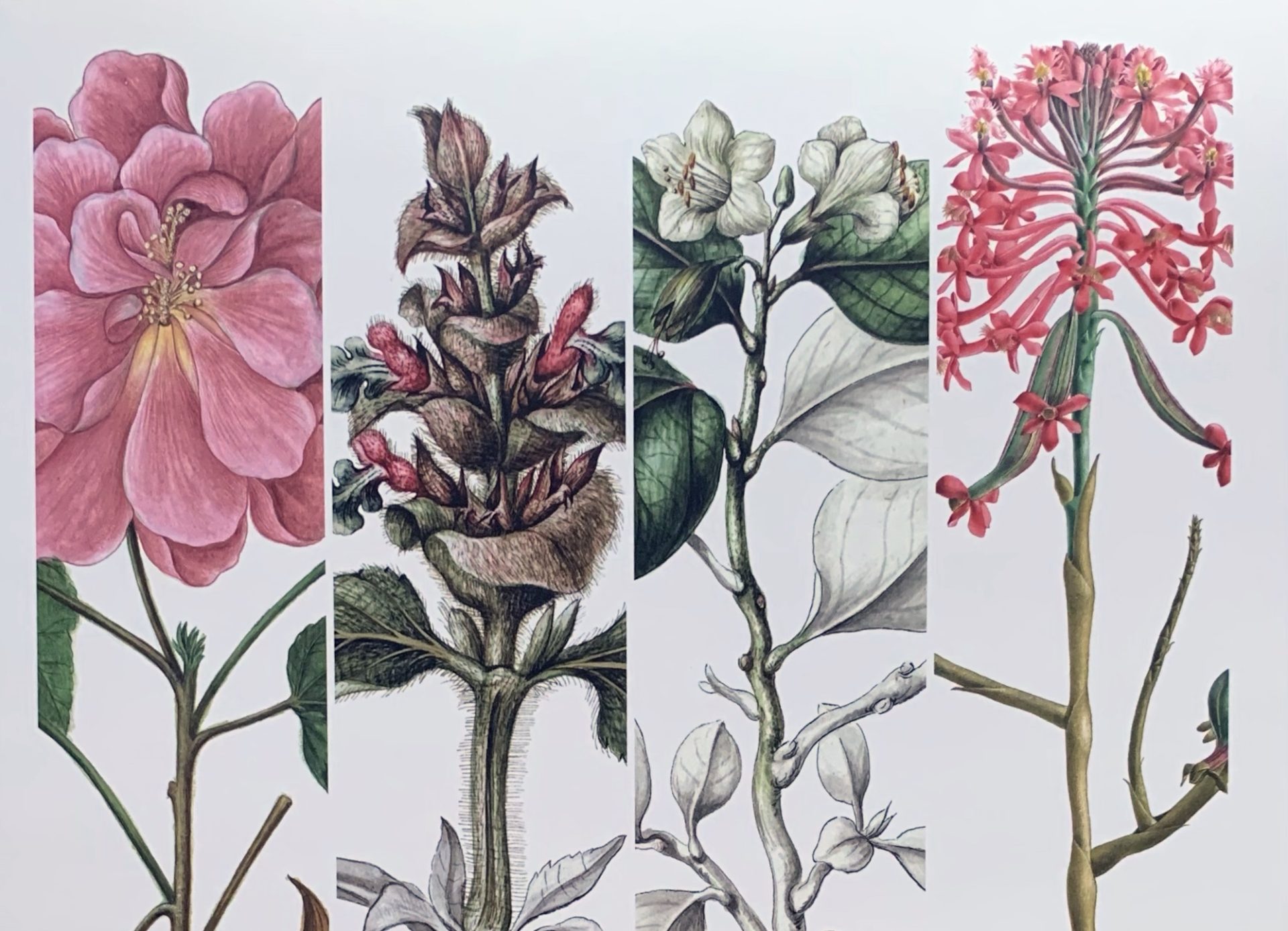 Láminas botánicas y fotografías de plantas de uso libre