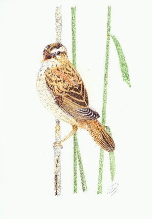 Ilustración carricero común. EFE/ Damián Priego