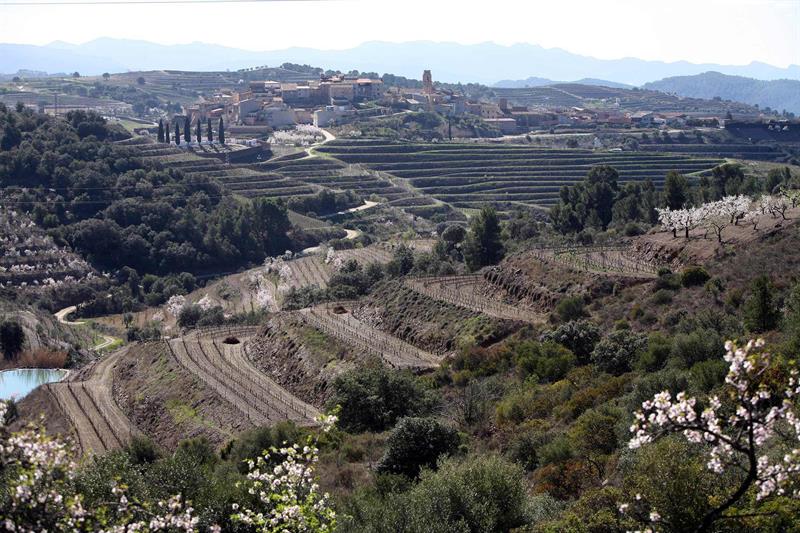 Paisaje de la comarca del Priorat-Montsant-Siurana candidato a Patrimonio Mundial de la Unesco, en la categoría de paisajes culturales.