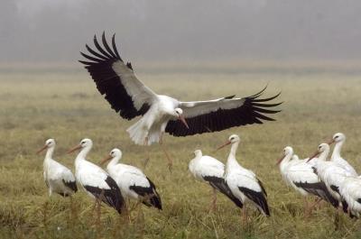 Aves en el Parque Natural de Els Aiguamolls de l'Empordá (Gerona).