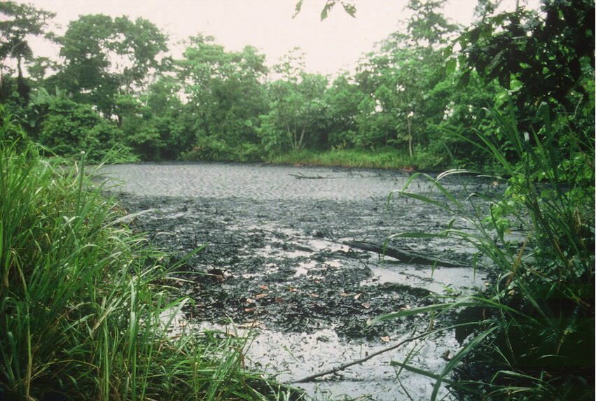Foto de archivo, cedida por Amazon Watch, de una de las zonas de la Amazonía afectadas por la extracción de petróleo de Chevron, fechada en agosto de 2004.