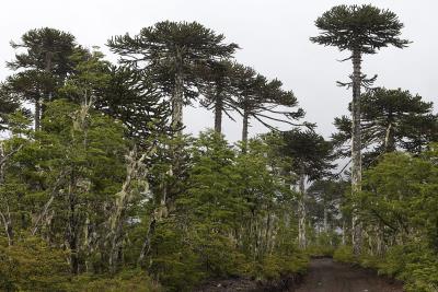 Bosque de araucarias en el Parque Nacional de Conguillío, en la región chilena de la Araucanía.