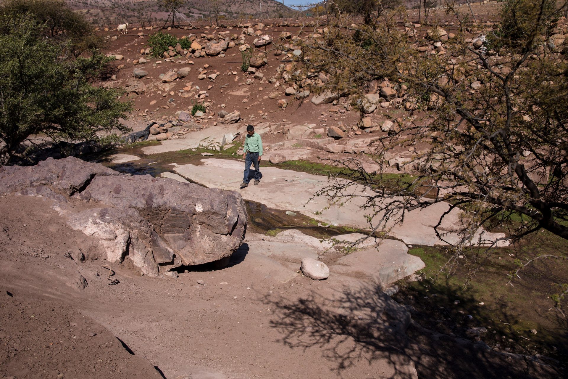 El valle de Putaendo, una fosa común de ganado a causa de la sequía en Chile