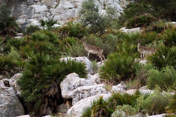 Caminito del Rey