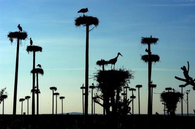 Decenas de cigüeñas en postes prefabricados en Cáceres.