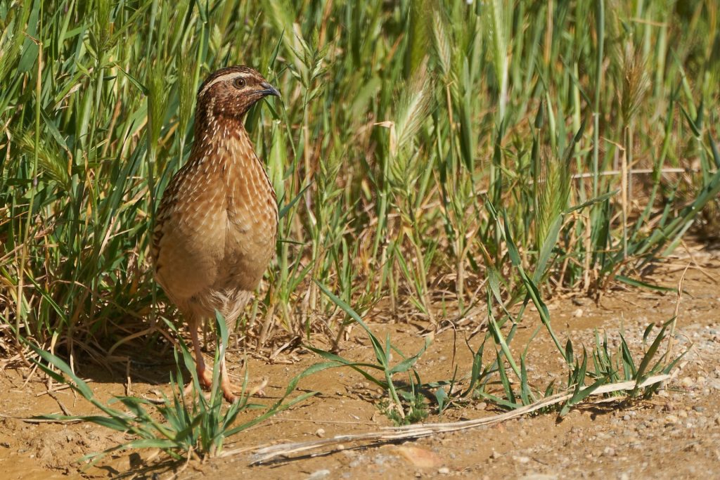 ©Miguel Rouco-SEOBirdLife.jpg