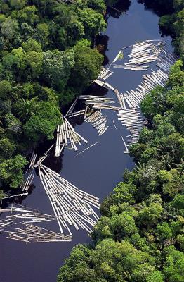 Deforestación ilegal en la Amazonía.