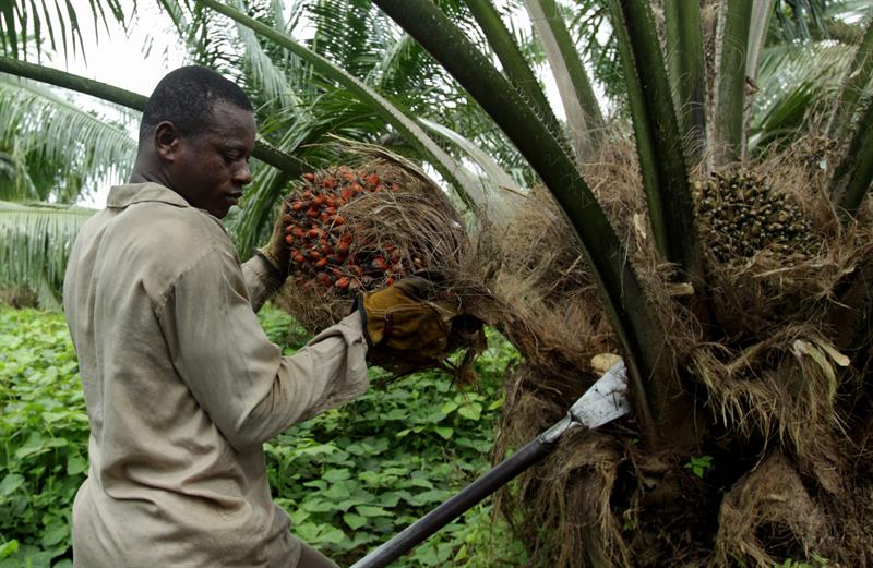 Un trabajador en un cultivo de palma de aceite en Tumaco (Colombia)
