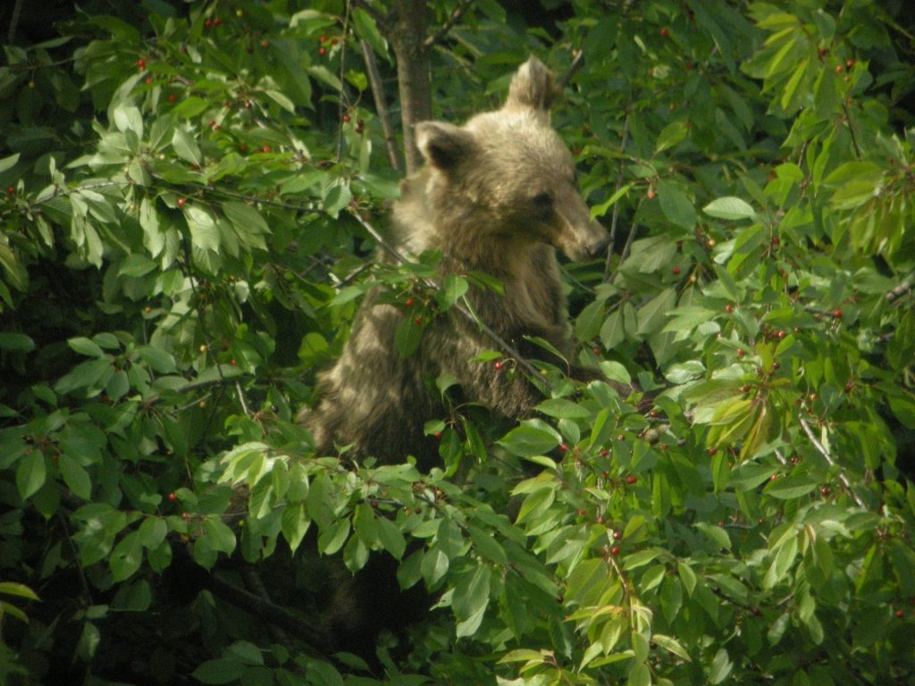 Imagen de una osezna en la parte occidental de la coordillera cantábrica. FOTO: Fundación Oso Pardo