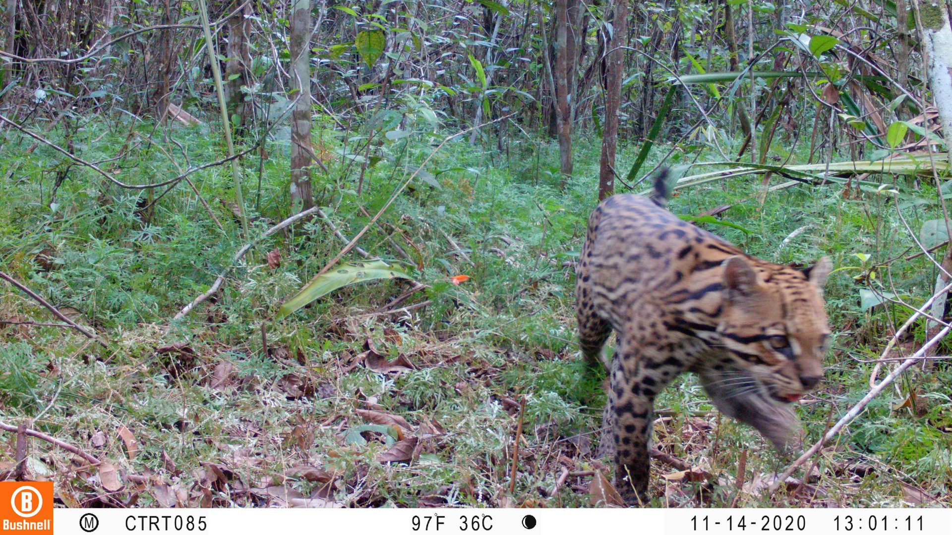 Ocelote. (Leopardus pardalis). Foto: Instituto Humboldt Colombia.