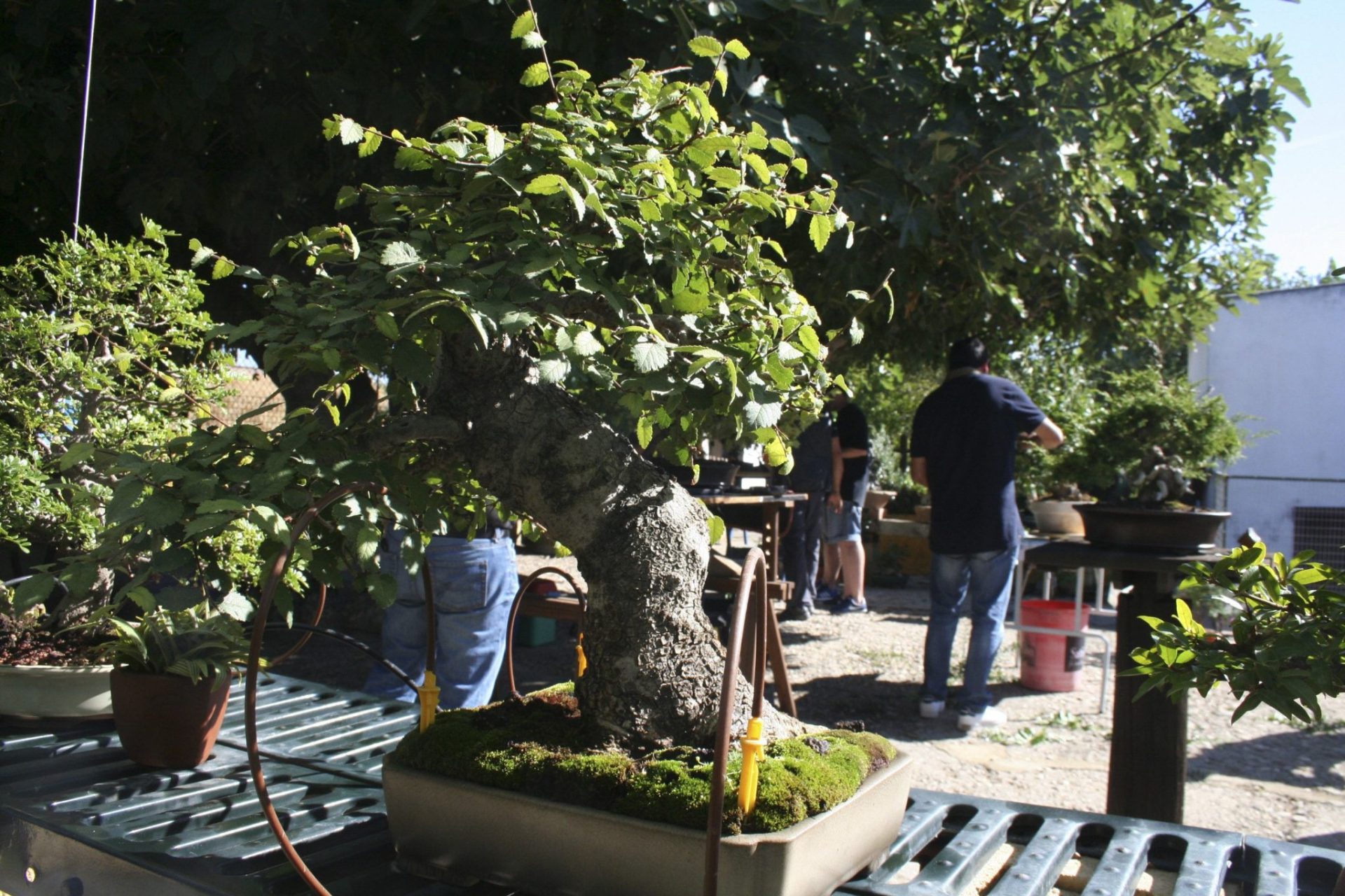 Bonsais en Córdoba donde se organiza talleres de expertos en el cuidado de estos árboles en miniatura.