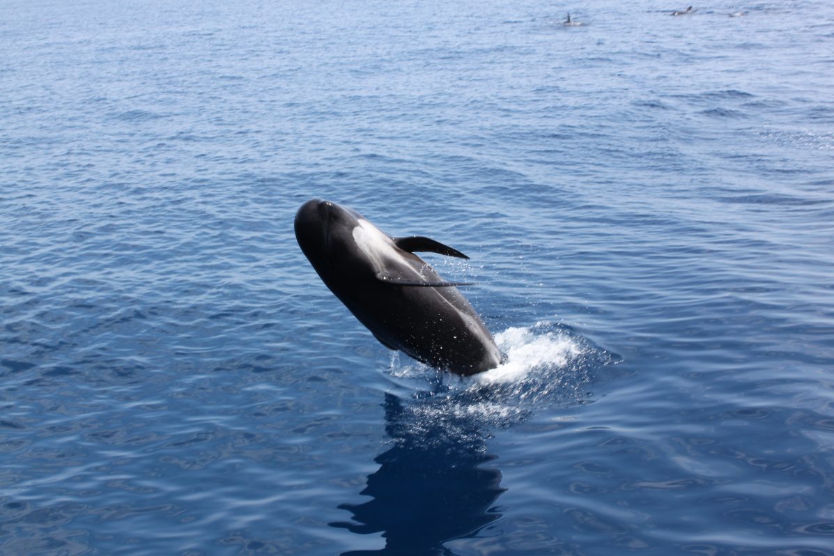 Corredor de Cetáceos del Mediterráneo. En la imagen un grupo de ballenas "calderón común". Foto cedida por el Ministerio para la Transición Ecológica (MITECO).