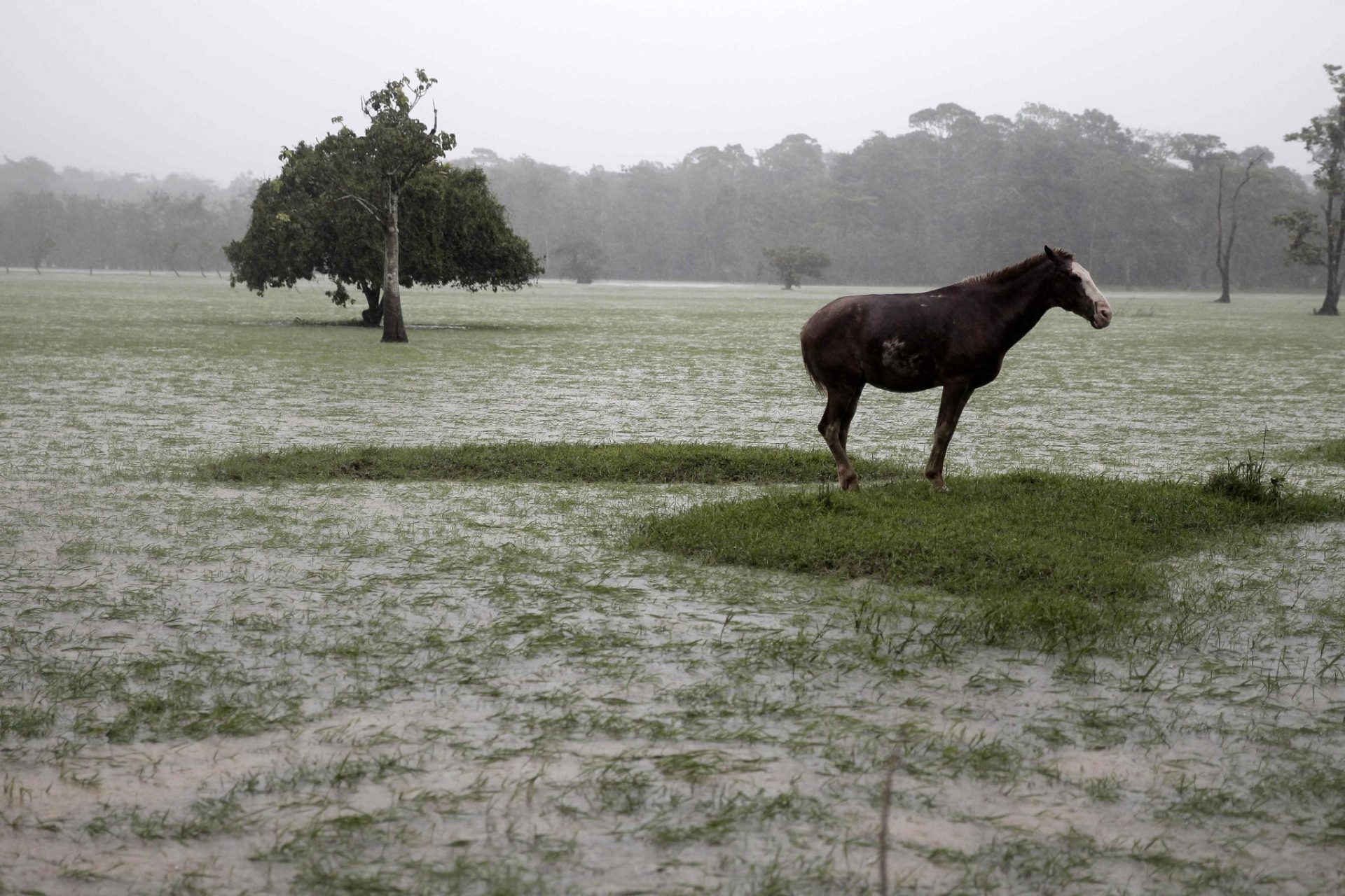 Vista de un caballo abandonado tras el paso del huracán Otto Chiles de San Carlos, Costa Rica, en la frontera con Nicaragua. 