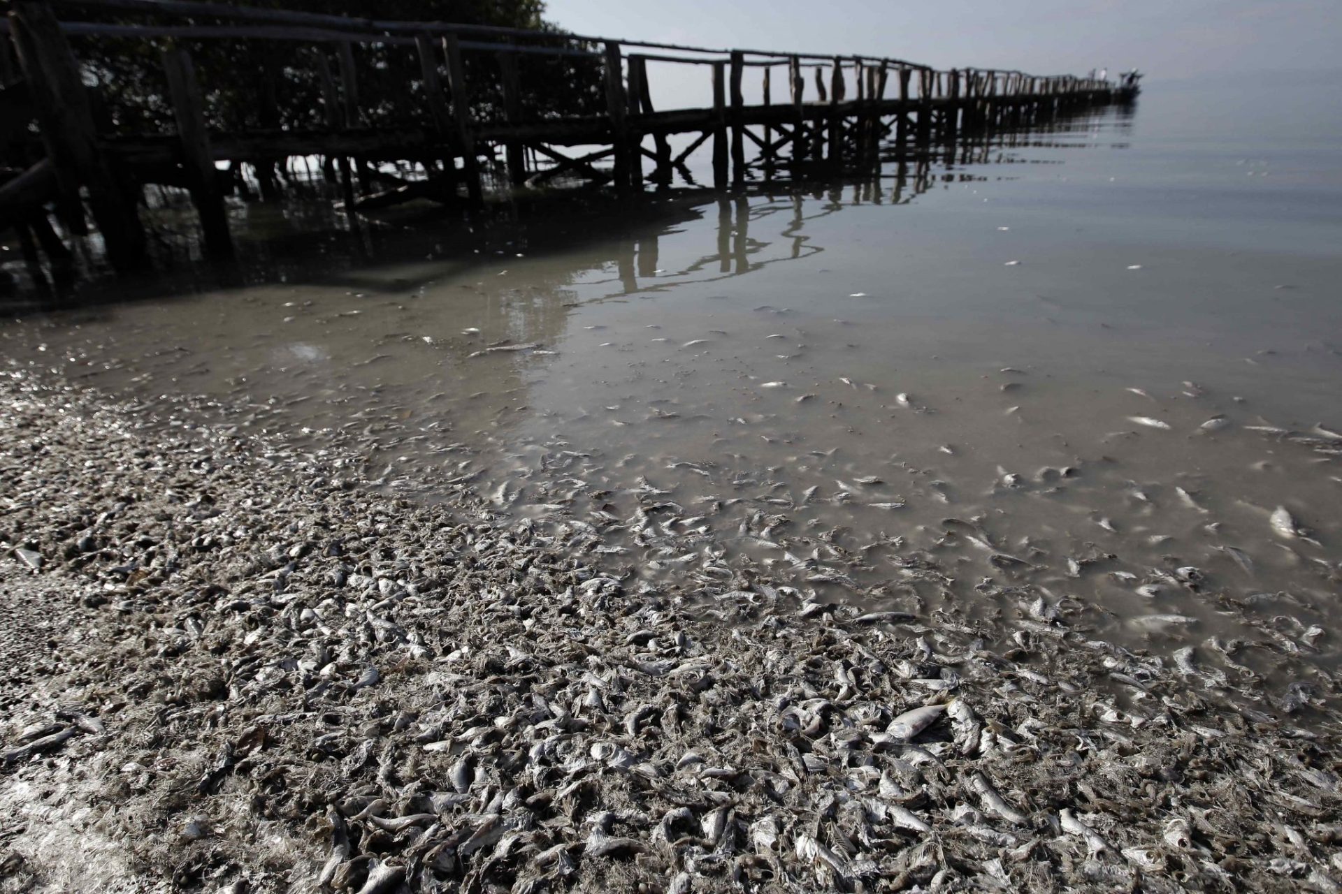 Investigan la muerte de miles de sardinas en Pacífico de Costa Rica.