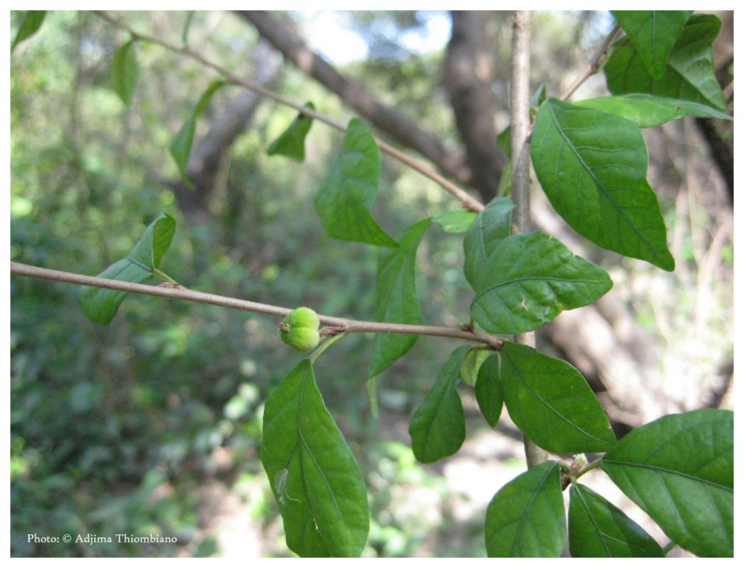 Croton scarciegii. Photo Adjima Thiombiano (1)