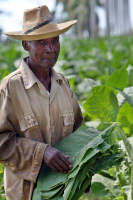 campesino posa mientras recolecta hojas de tabaco