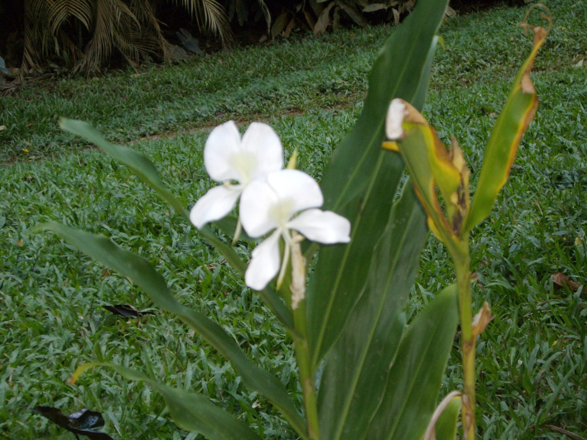 Casi el 50 % de la flora cubana está en peligro de extinción