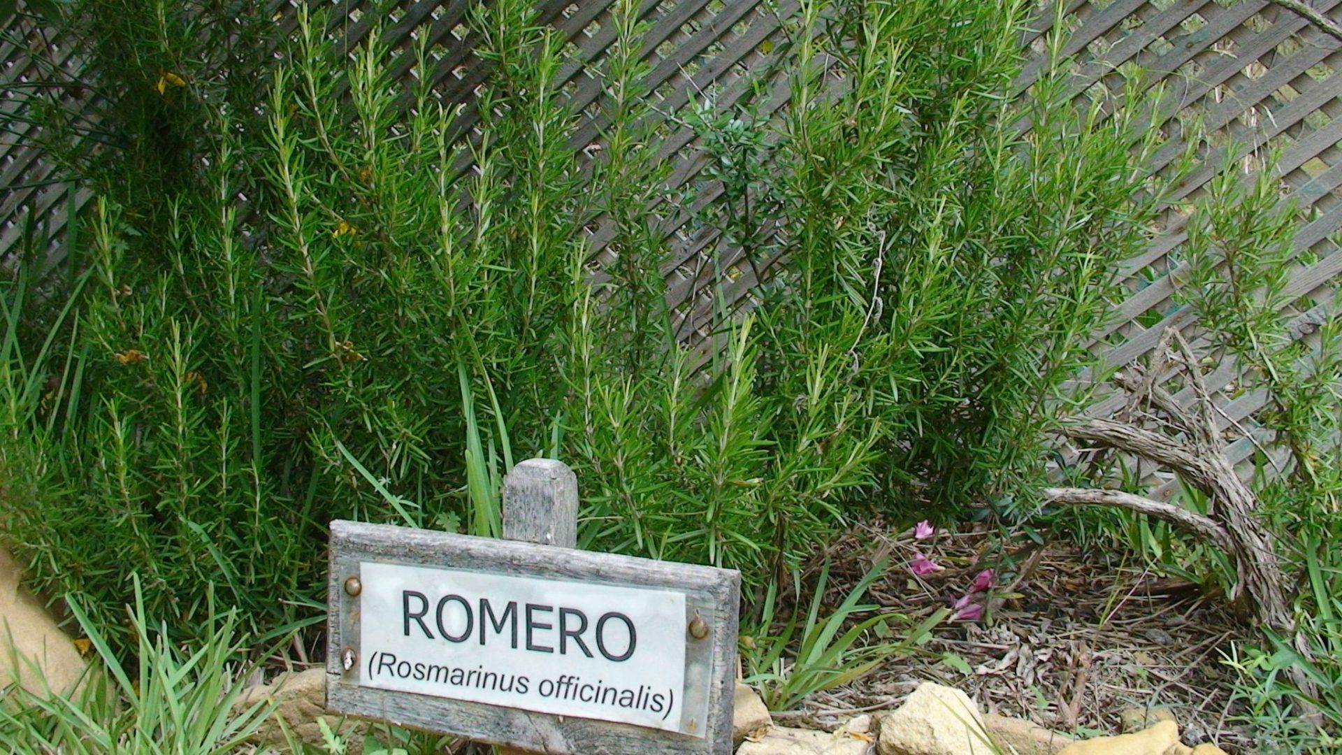 Romero. Foto Marta Martínez