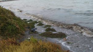 Suciedad en la orilla del Mar Menor, junto a la desembocadura de la rambla de El Albujón.