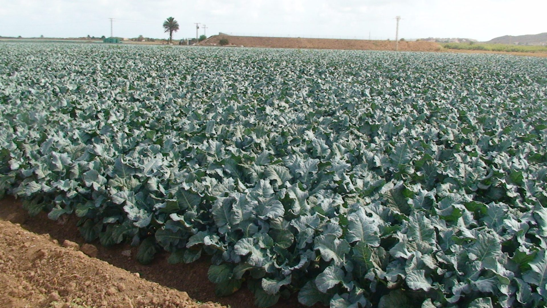 Pacto Mar Menor califica doble delito ambiental prácticas agrícolas en torno a la laguna.