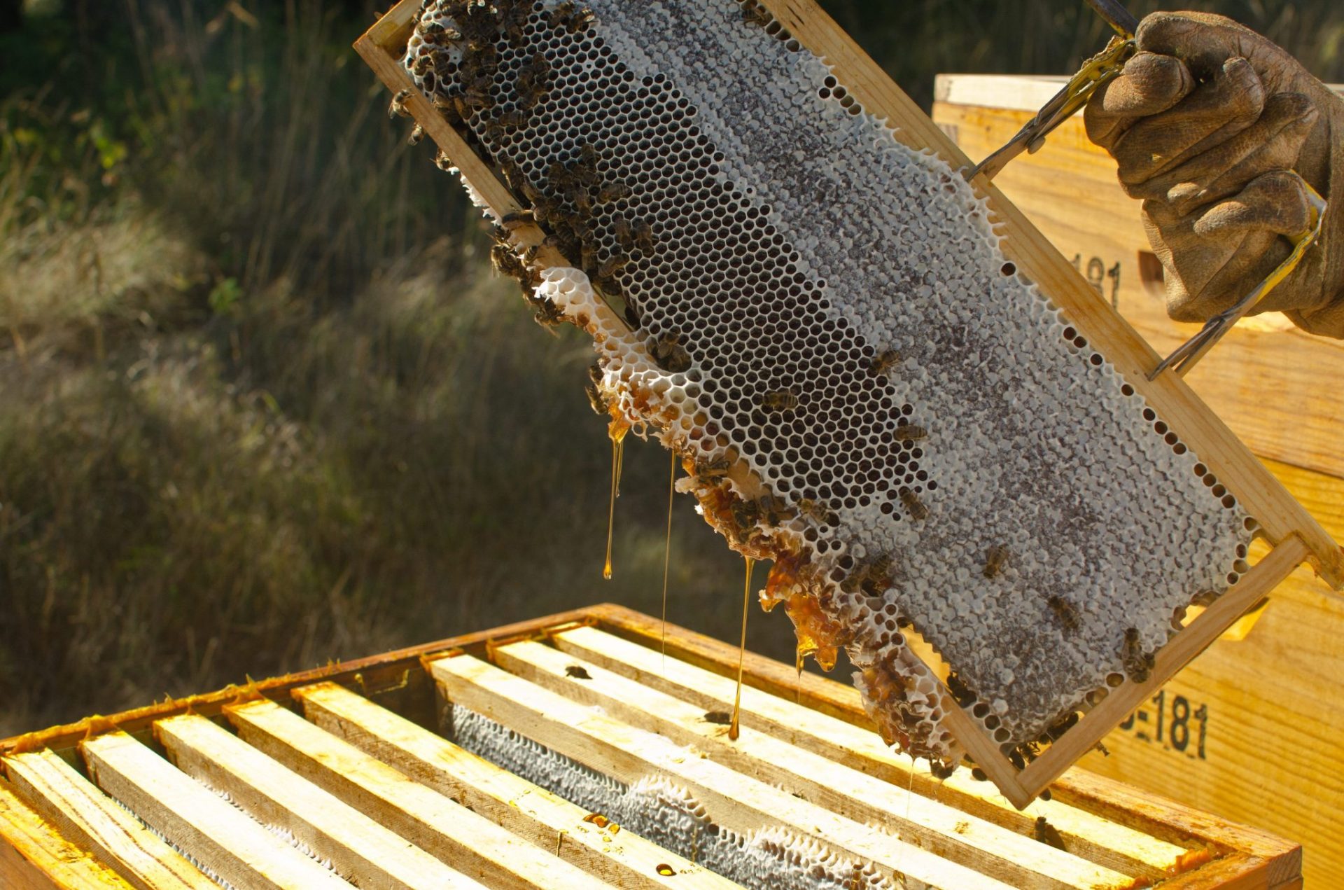 Recogida de miel  de un panal  de la empresa Brezomiel. Foto cedida por Brezomiel 