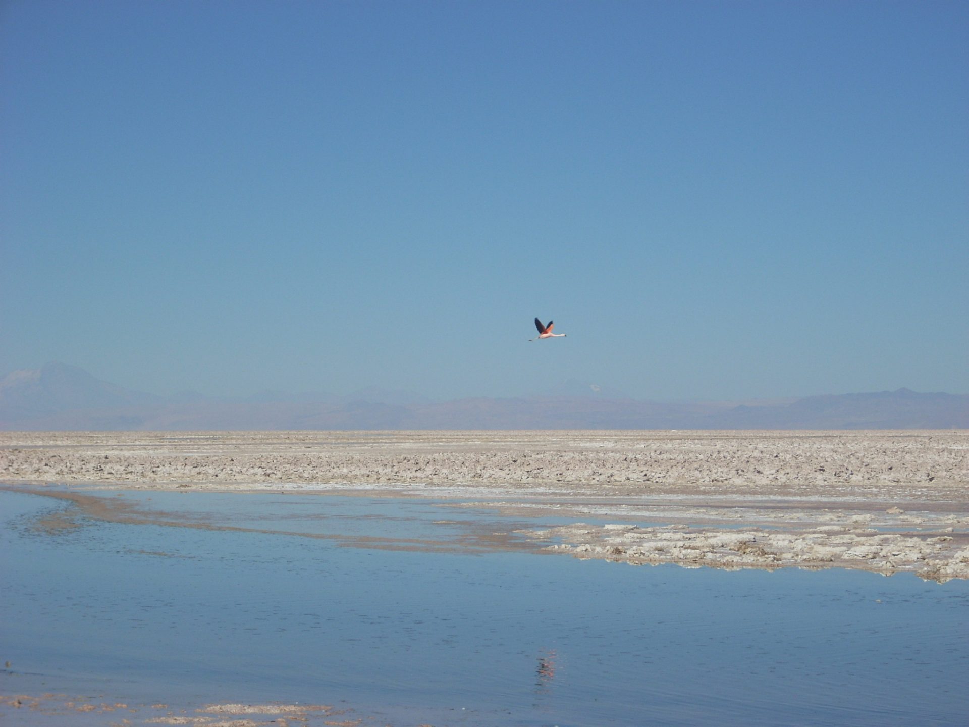 Salar de Atacama. Según análisis realizados por la CORFO, la vegetación del Borde Este del salar de Atacama, sufrió disminuciones significativas de follaje verde, durante el período en el que se cometieron las infracciones. Foto: Michelle Carrere.
