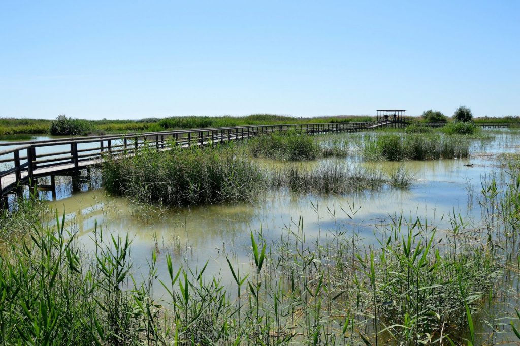 Parque Natural de El Hondo (Alicante); un espacio profundamente transformado por el hombre durante siglos y que se ha convertido al cabo de los años en uno de los humedales más importantes de Europa. Foto: Raúl Casado (EFE).