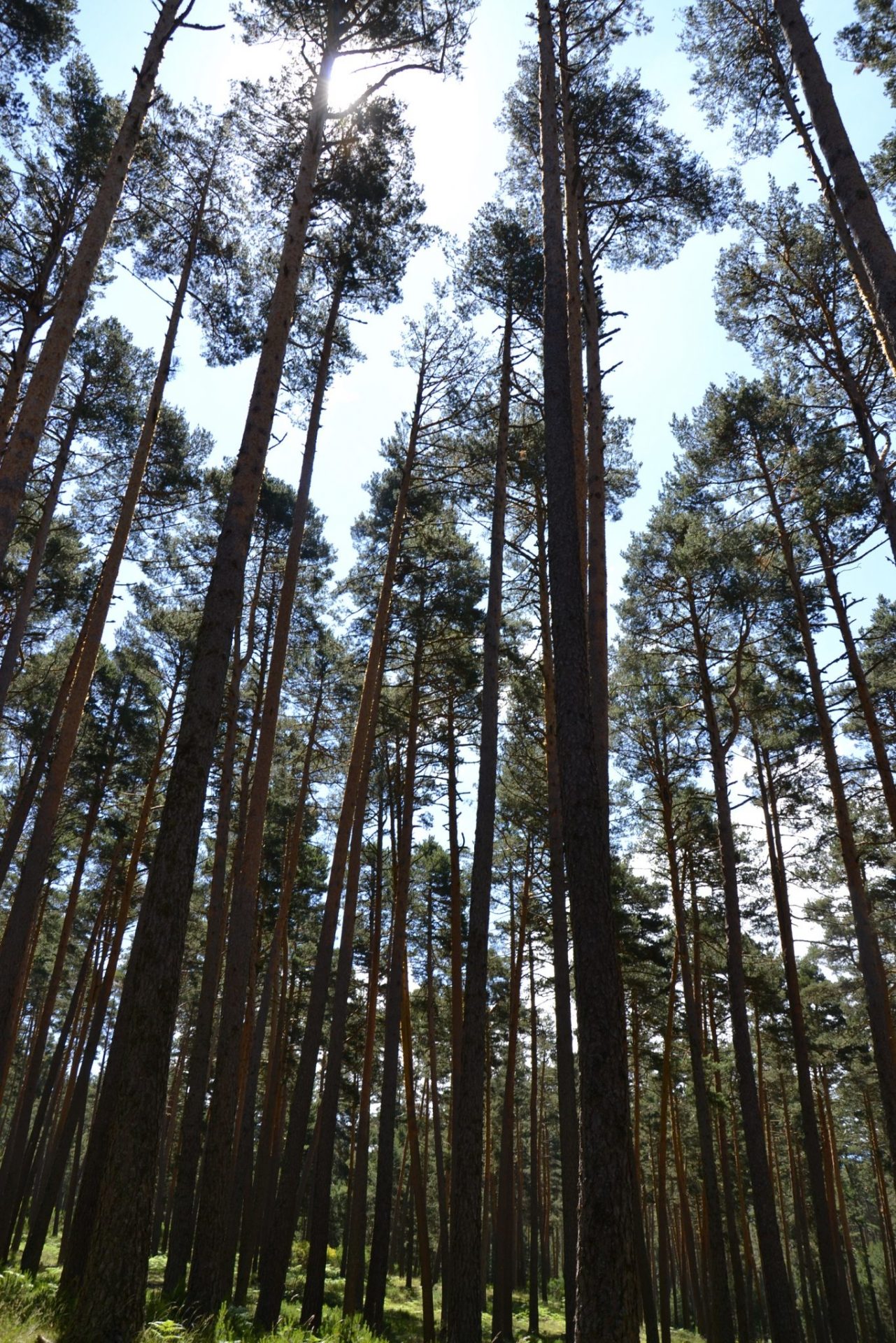 Los bosques, además de capturar carbono o mejorar la calidad del aire, son fuente de riqueza económica, y la extracción de madera genera unos 90.000 empleos directos. En la foto, los pinares de Valsaín (Segovia). Foto: Raúl Casado (EFE)