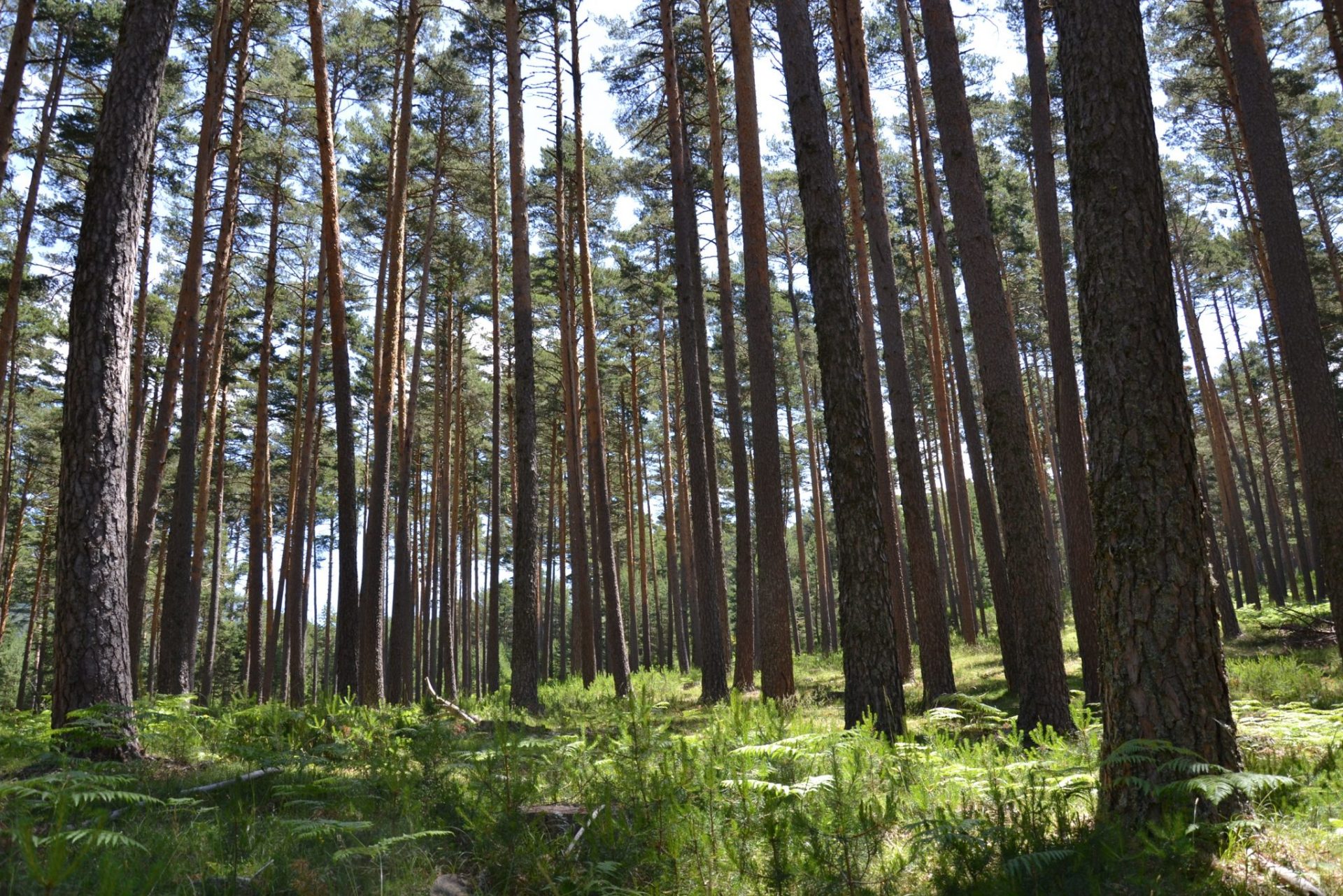 Bosque de pinos en Valsaín (Segovia), un ejemplo de aprovechamientos forestales desde hace varios siglos y de conservación de la naturaleza. Foto: Raúl Casado (EFE).
