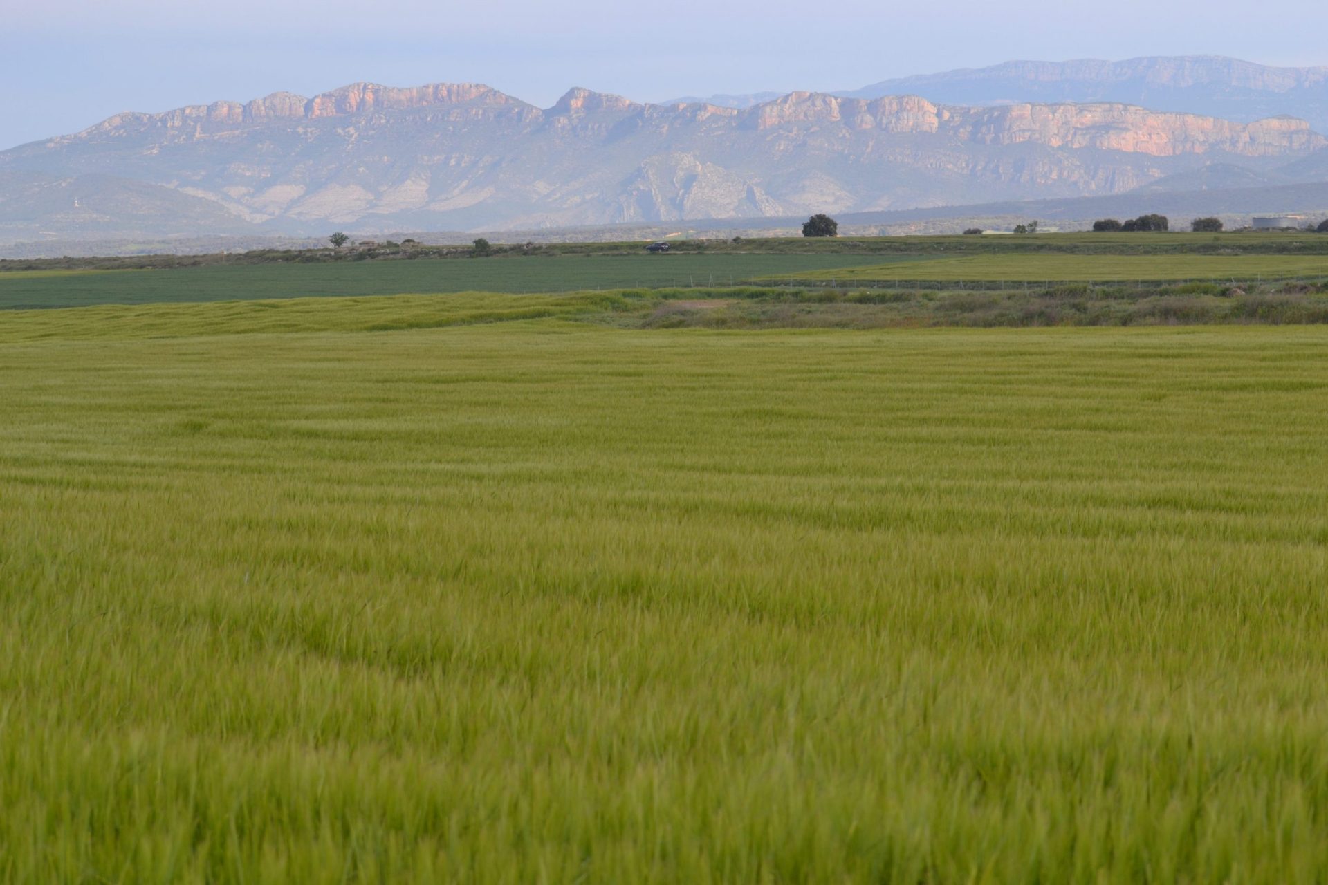 Extensiones cerealistas en la Zona de Especial Protección para las Aves de Bellmunt y Almenara (Lérida). Foto: Raúl Casado (EFE)