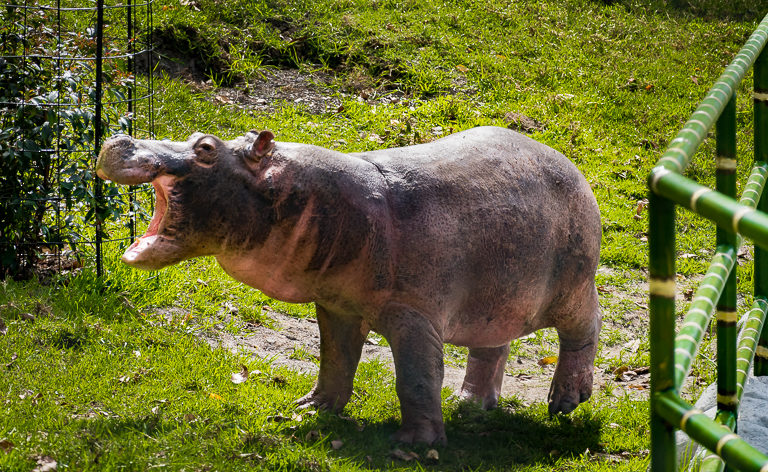 El hipopótamo es el tercer animal terrestre más grande. Es una especie invasora que no tiene depredadores en Colombia. Foto: Fundación Zoológico Santa Cruz.