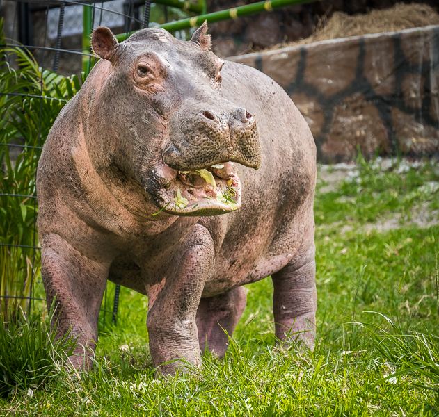 A pesar de su gran tamaño y peso, los hipopótamos son animales herbívoros. Foto: Fundación Zoológico Santa Cruz.