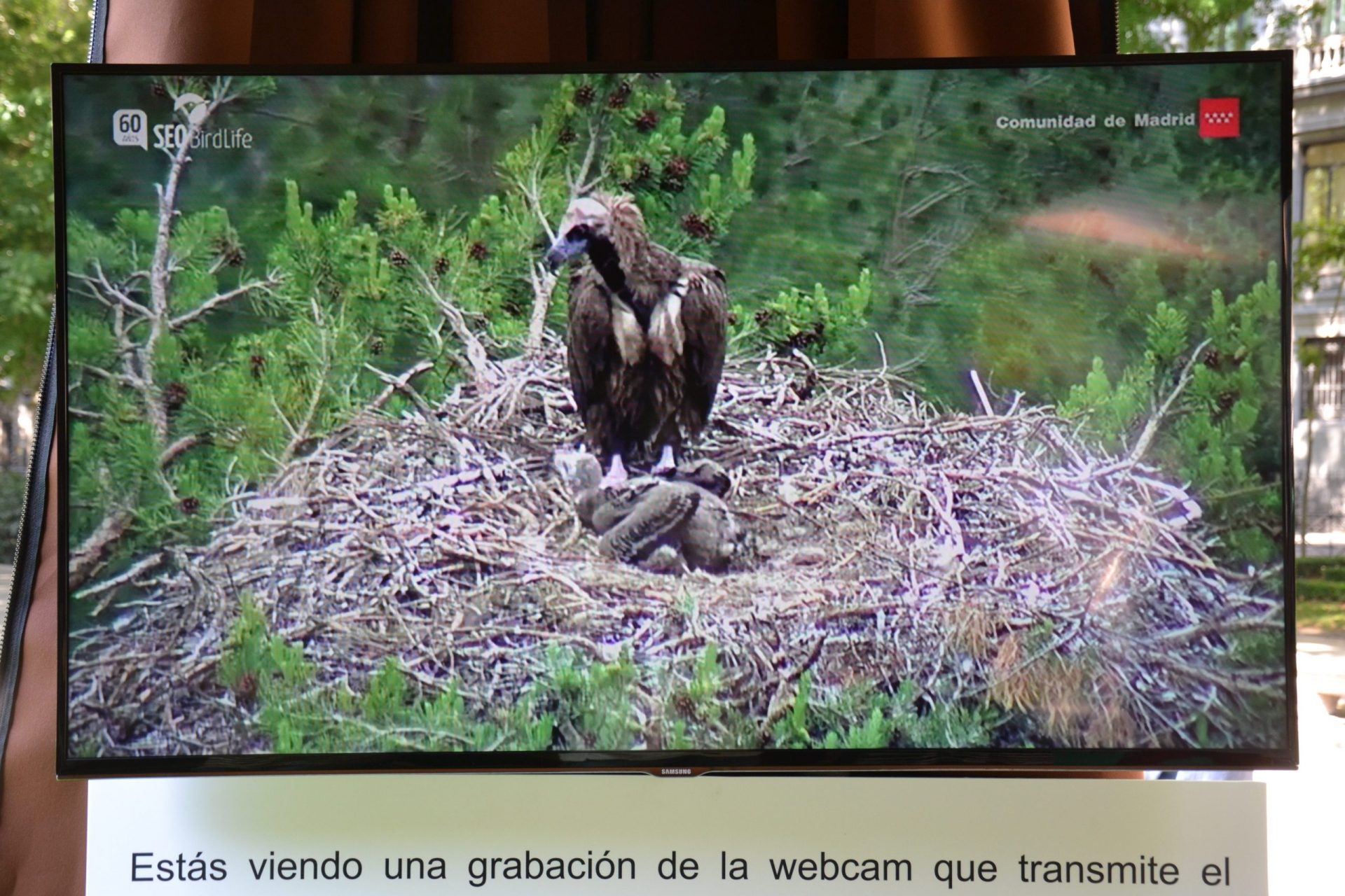 Imagen de la "webcam" instalada por la SEO/Birdlife y la Comunidad de Madrid en un nido de buitres negros en el Parque Nacional Sierra de Guadarrama. Foto: Raúl Casado (EFE).