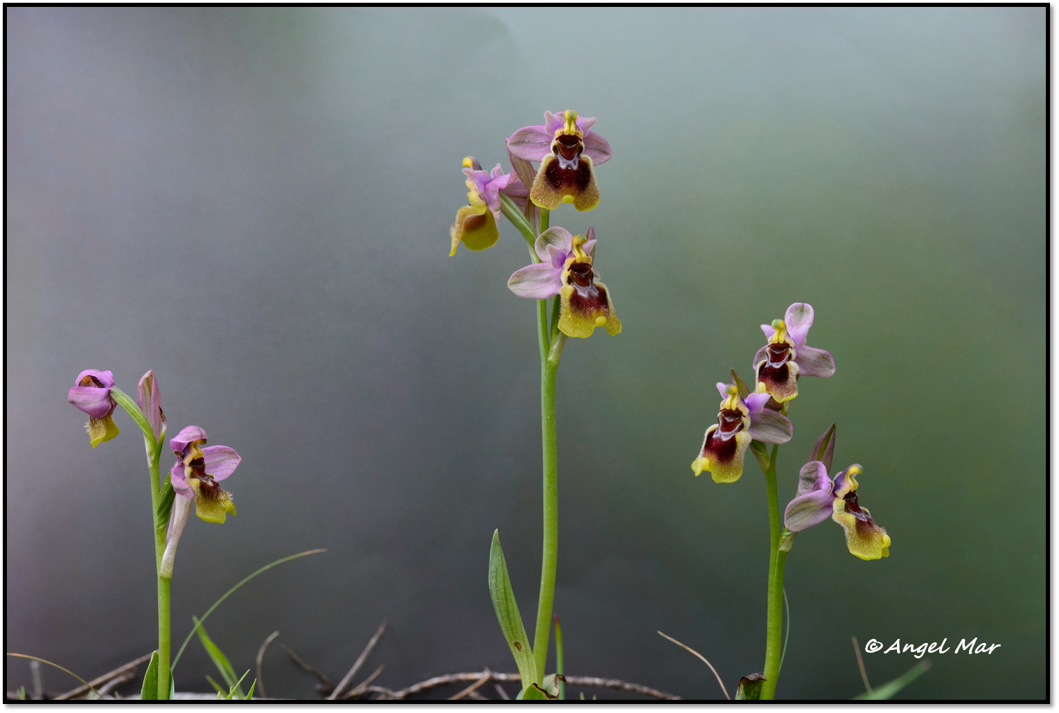 Foto orquídeas