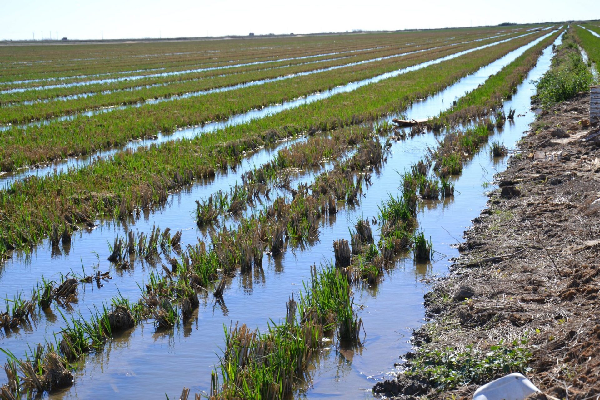 Delta del Ebro. Empieza a crecer el arroz. Raúl Casado