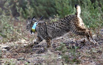 Un lince en Doñana. 