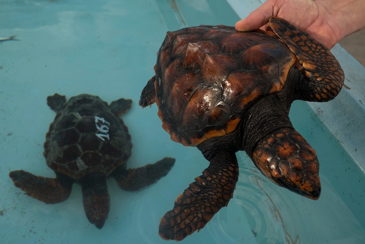 Dos ejemplares de tortuga boba que fueron cubiertas por el fuel derramado por el barco ruso hundido en aguas canarias, son tratadas en el Hospital de Fauna Salvaje de Tariga (Gran Canaria).