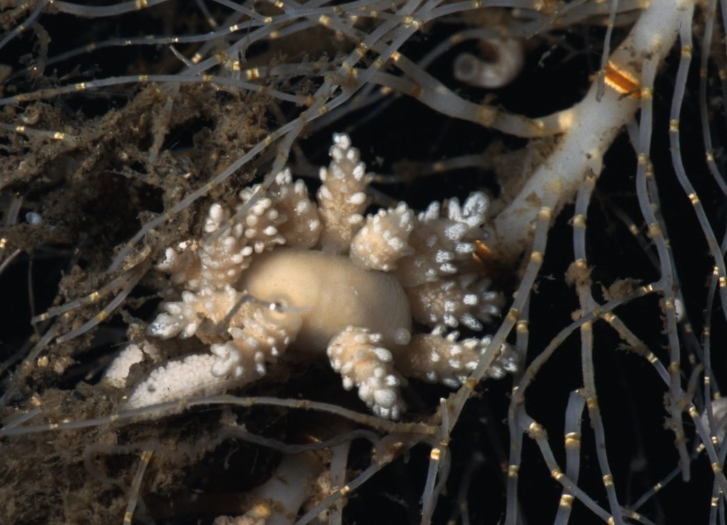 El invertebrado marino Doto carinova descubierto en la Antártida.