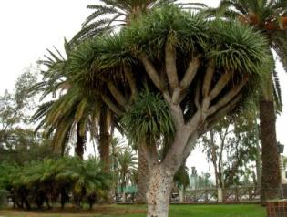 Ejemplar de drago canario, flora endémica de Canarias.