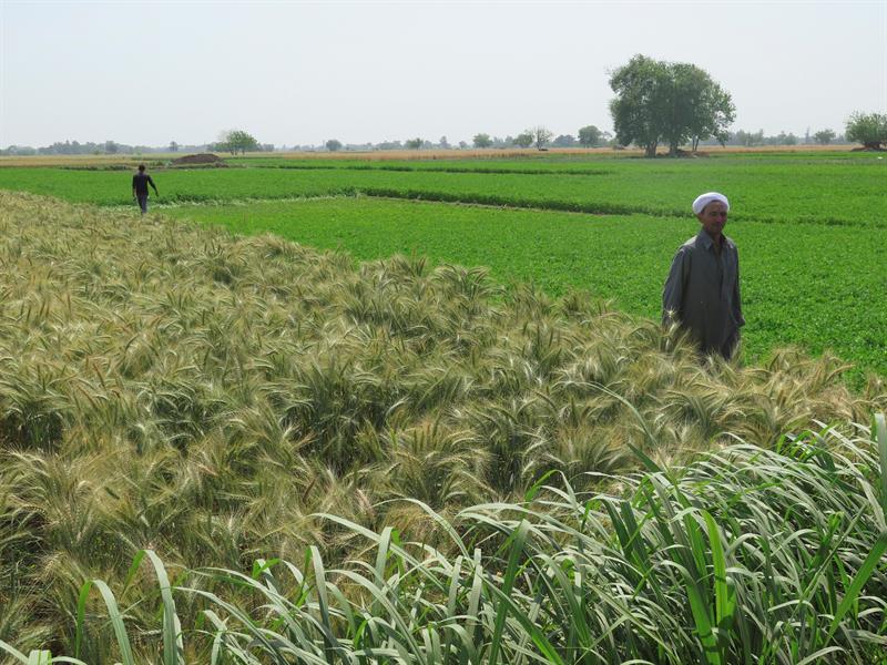 ZAGAZIG (EGIPTO), 14/04/2016.- Los agricultores de la provincia egipcia de Al Sharquiya (norte) están viendo como aumenta la productividad de sus cosechas hasta en un 30 por ciento, gracias a la tecnología de riego mecanizado de camas elevadas, que data de los años 1950, pero que ha comenzado a implantarse recientemente. En esa zona del delta del Nilo se ha realizado esta semana un taller impartido por varias organizaciones internacionales y regionales para informar a agricultores y autoridades de los beneficios de este sistema. EFE/Edu Marín