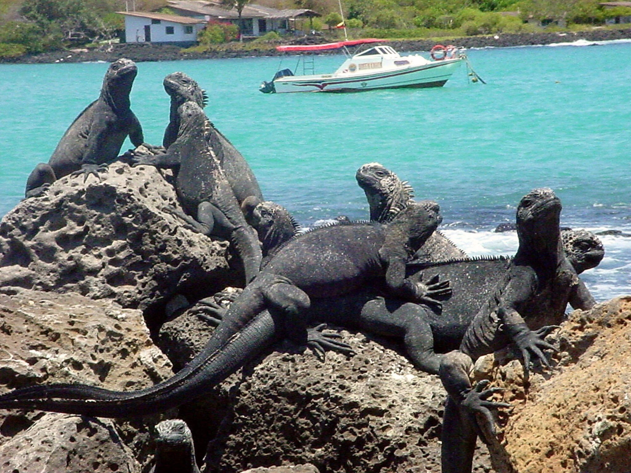 un grupo de iguanas en el archipiélago de Galápagos.