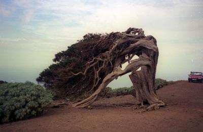La sabina, típico árbol autóctono de la isla canaria de El Hierro.