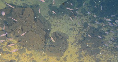 Tres años después de la erupción del volcán submarino de El Hierro, varias especies de peces han regresado a la zona