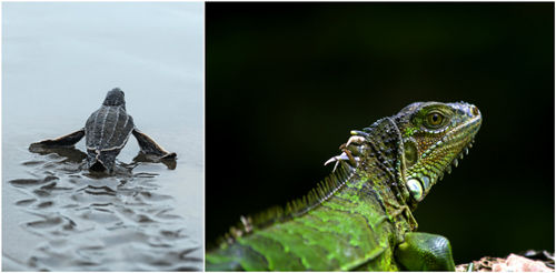 biodiversidad