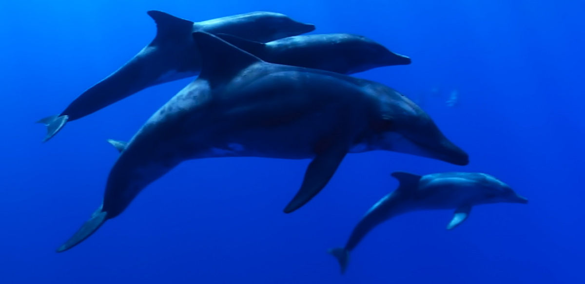 Delfines. Clip Natura