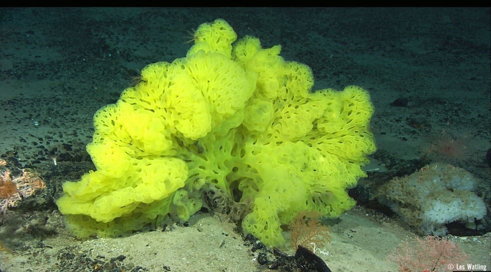 "Glass sponge" (genus Hertwigia). Imagen de Les Watling facilitada por los autores del blog