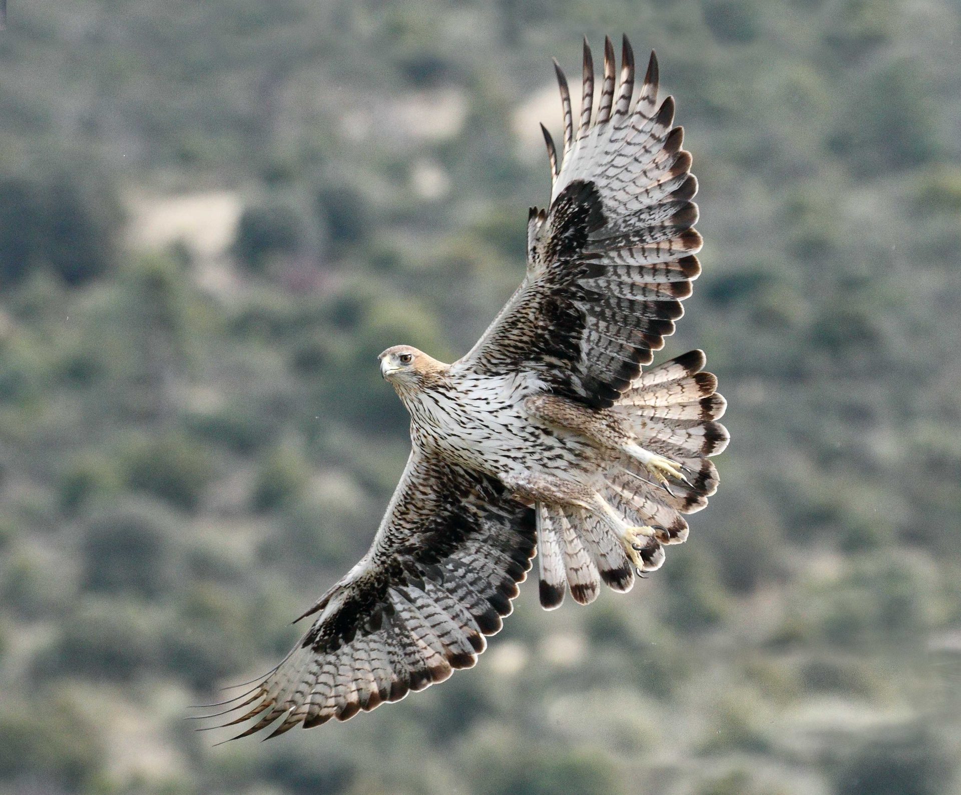 Águila de Bonelli