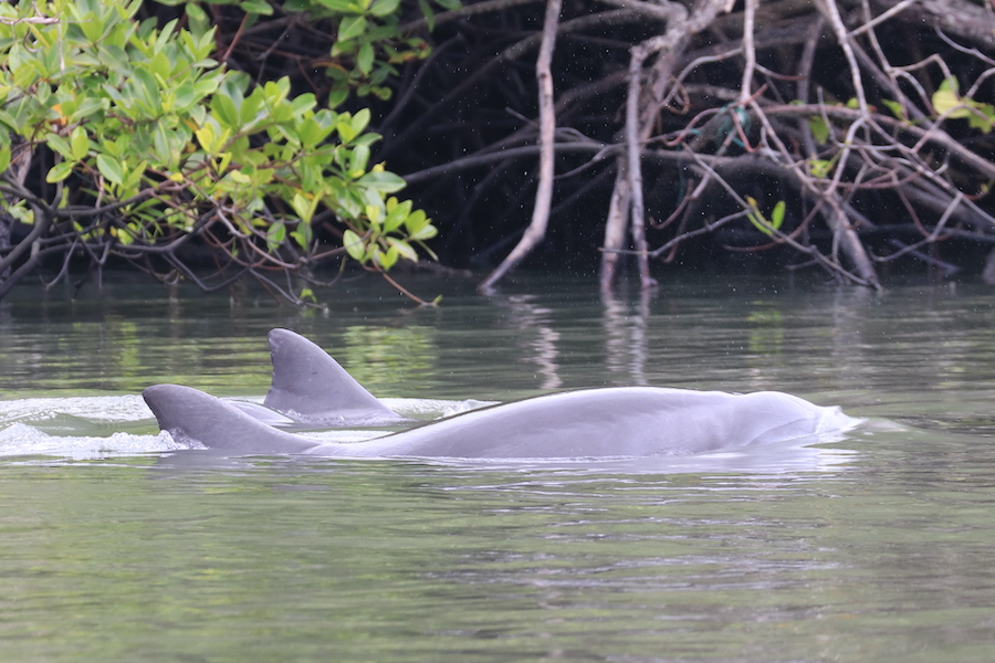 Delfines del Golfo de Guayaquil. Al menos uno de cada siete delfines en Posorja y El Morro tiene cicatrices en su cola o aletas debido a heridas causadas por redes y hélices de botes. Fotografía de Fernando Félix.